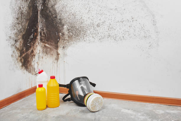 Best Mold Removal Specialists  in Elwood, IL