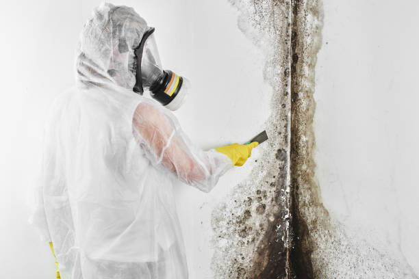 Best Crawl Space Mold Removal  in Elwood, IL