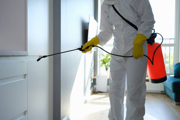 Best Certified Mold Removal  in Elwood, IL