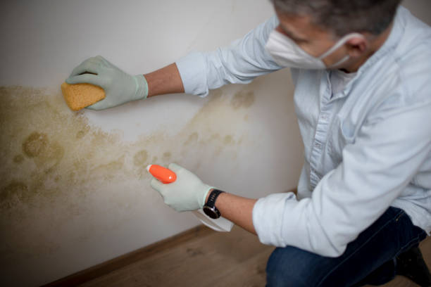Best Local Mold Removal Service  in Elwood, IL