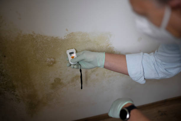 Best Commercial Mold Removal  in Elwood, IL