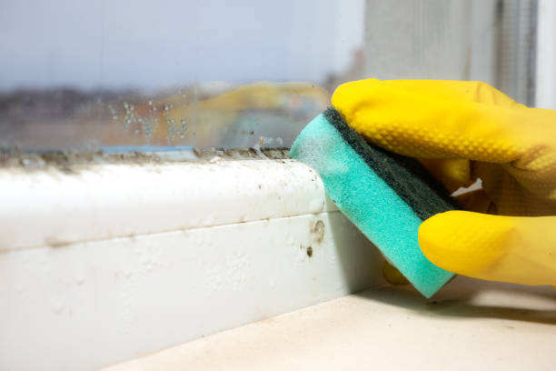 Best Mold Remediation  in Elwood, IL
