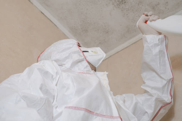 Professional Mold Removal in Elwood, IL