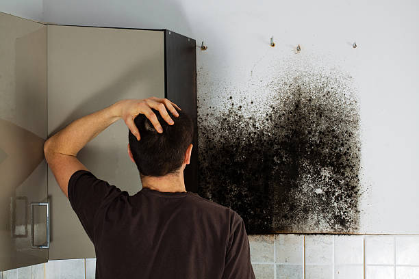 Best Mold Removal Process  in Elwood, IL